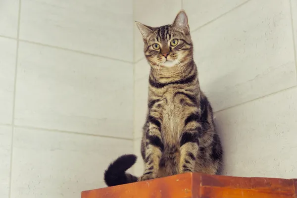 Znaleziono kota, Sosnowiec, 9 lipca 2025 (2/3)