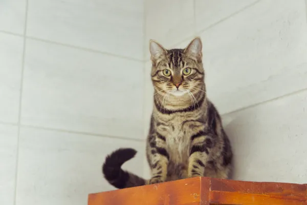 Znaleziono kota, Sosnowiec, 9 lipca 2025 (3/3)