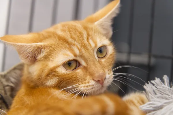 Znaleziono kota, Sosnowiec, 9 lipca 2025 (1/5)