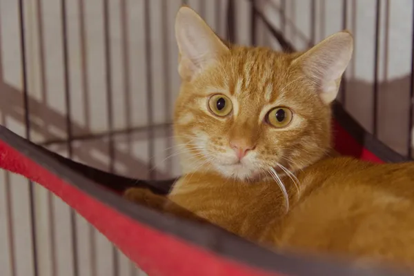 Znaleziono kota, Sosnowiec, 9 lipca 2025 (5/5)