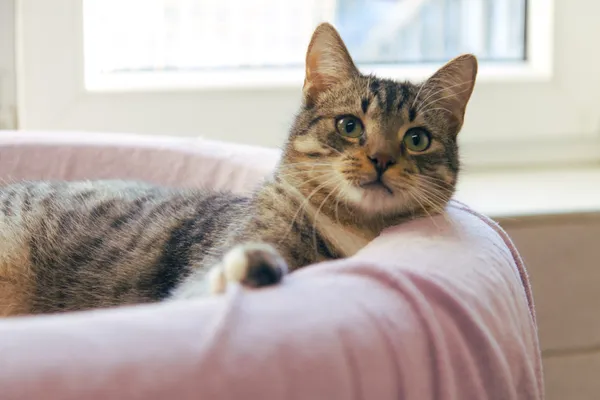 Znaleziono kota, Sosnowiec, 9 lipca 2025 (3/4)