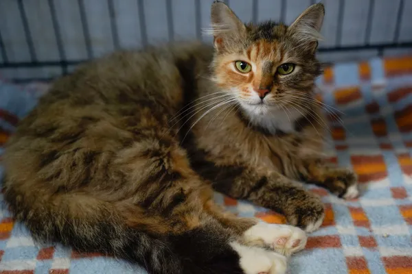 Znaleziono kota, Sosnowiec, 10 lipca 2025 (2/3)