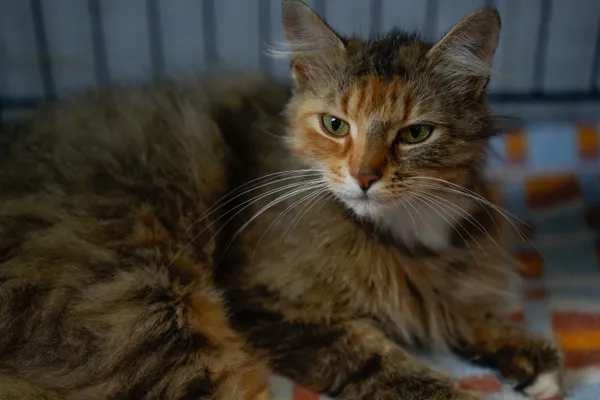 Znaleziono kota, Sosnowiec, 10 lipca 2025 (3/3)