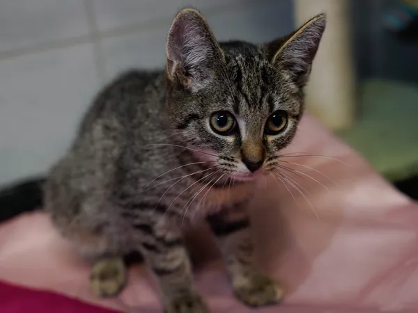 Znaleziono kota, Sosnowiec, 11 lipca 2025