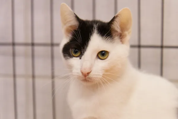 Znaleziono kota, Sosnowiec, 12 lipca 2025 (3/4)