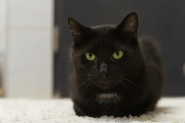 Znaleziono kota, Sosnowiec, 12 lipca 2025 (5/5)