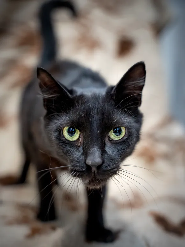 Znaleziono kota, Sosnowiec, 12 lipca 2025 (1/5)