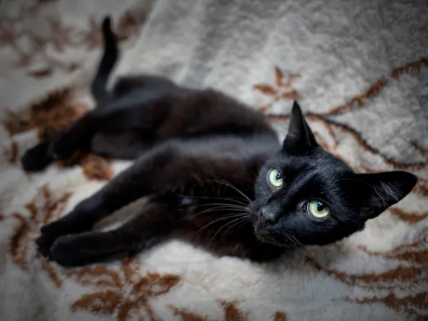 Znaleziono kota, Sosnowiec, 12 lipca 2025 (3/5)