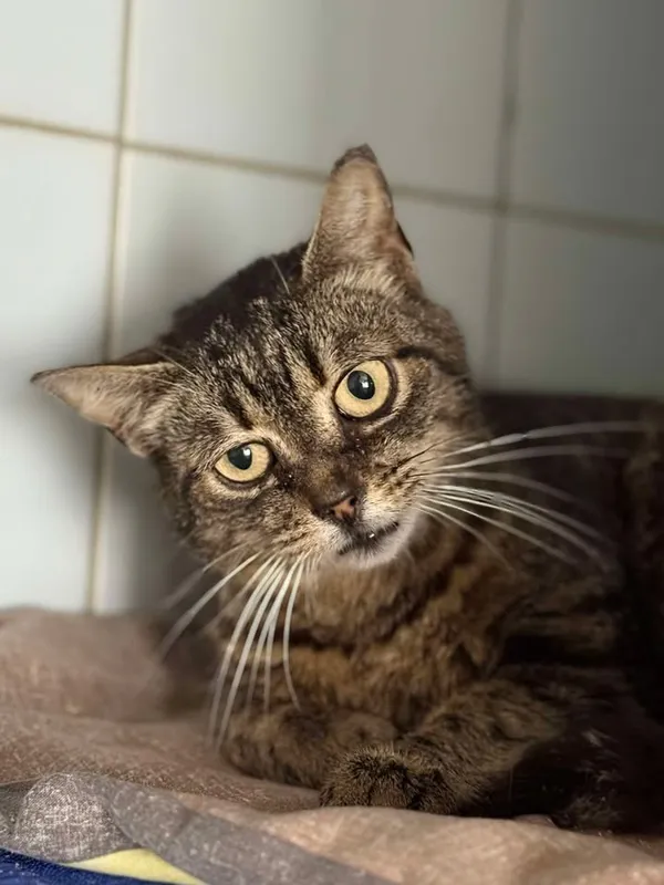 Znaleziono kota, Lublin, 12 lipca 2025