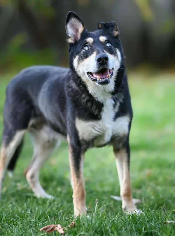 Znaleziono psa, Lublin, 13 lipca 2025