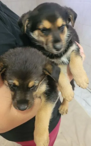 Znaleziono psa, Radom, 13 lipca 2025