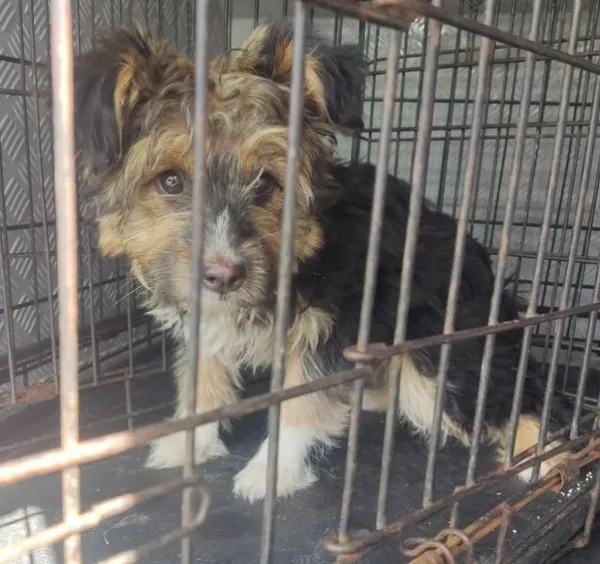 Znaleziono psa, Radom, 12 lipca 2025