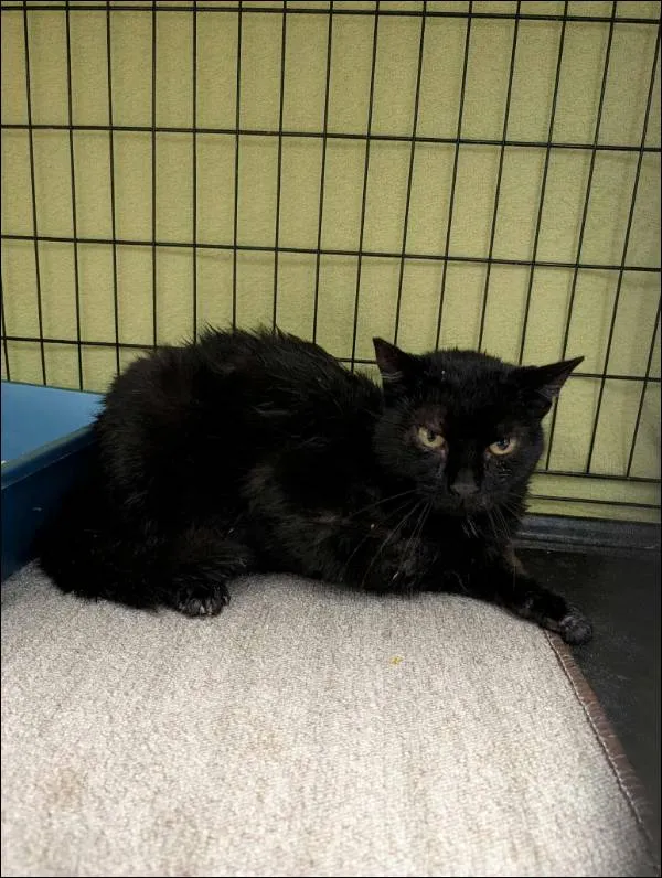 Znaleziono kota, Grudziądz, 11 lipca 2025