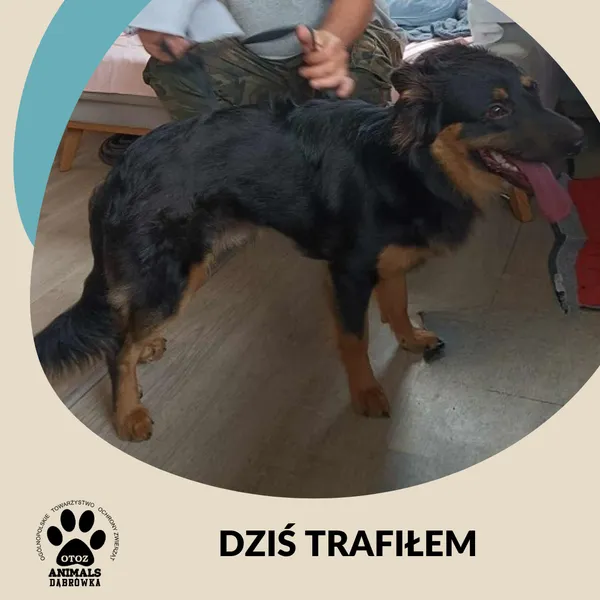 Znaleziono psa, Dąbrówka, 12 lipca 2025