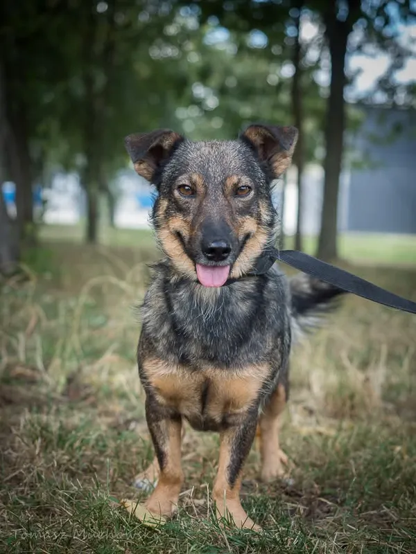 Pies do adopcji, Radom, 10 września 2025 (3/5)