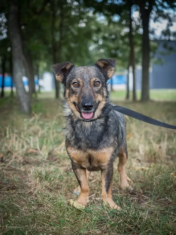 Pies do adopcji, Radom, 10 września 2025 (4/5)