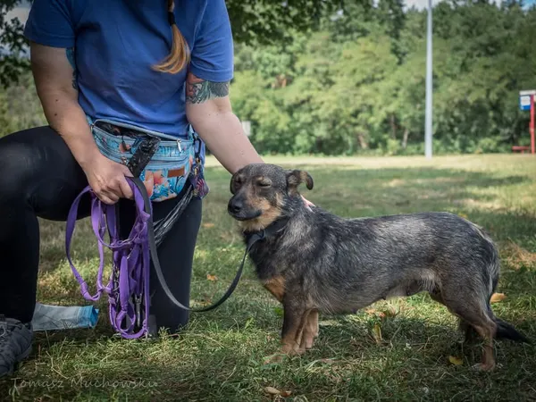 Pies do adopcji, Radom, 10 września 2025 (5/5)