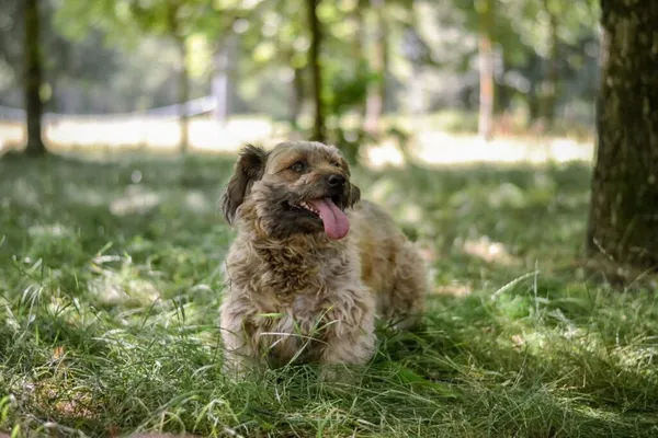 Pies do adopcji, Radom, 13 lipca 2025 (5/5)