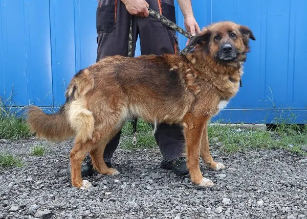 Znaleziono psa, Łódź, 14 lipca 2025 (1/3)