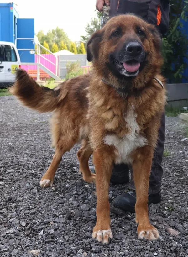 Znaleziono psa, Łódź, 14 lipca 2025 (2/3)