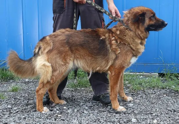 Znaleziono psa, Łódź, 14 lipca 2025 (3/3)