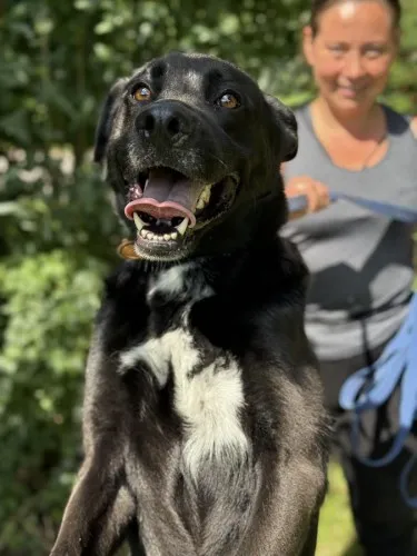 Pies do adopcji, Kraków, 29 czerwca 2025 (1/5)