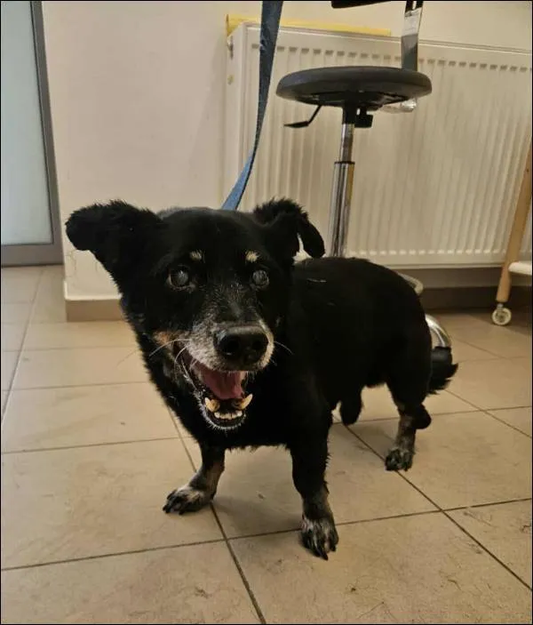 Znaleziono psa, Grudziądz, 14 lipca 2025