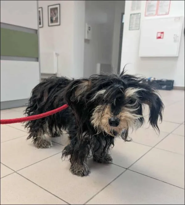 Znaleziono psa, Grudziądz, 14 lipca 2025