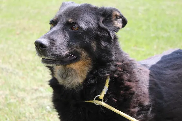 Pies do adopcji, Bełchatów, 29 lutego 2024 (4/5)