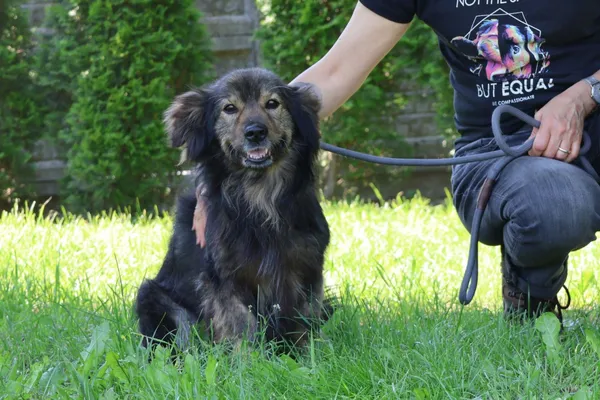 Pies do adopcji, Bełchatów, 29 listopada 2024 (5/5)