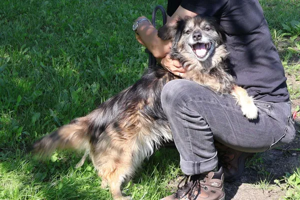 Pies do adopcji, Bełchatów, 6 września 2024 (2/5)