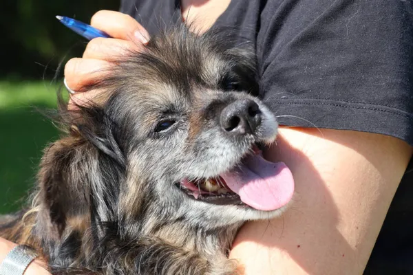 Pies do adopcji, Bełchatów, 6 września 2024 (5/5)