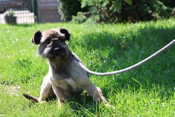 Pies do adopcji, Bełchatów, 12 października 2022 (3/5)