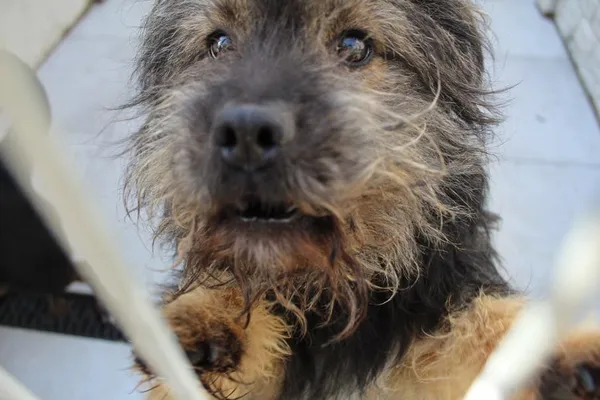 Pies do adopcji, Bełchatów, 12 października 2022 (5/5)