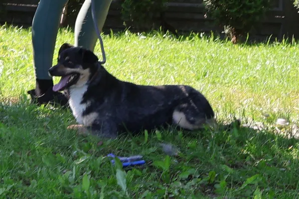 Pies do adopcji, Bełchatów, 14 czerwca 2022 (1/5)