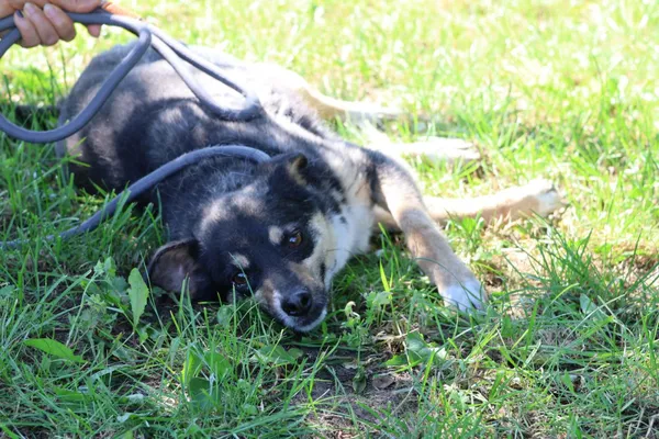 Pies do adopcji, Bełchatów, 14 czerwca 2022 (2/5)