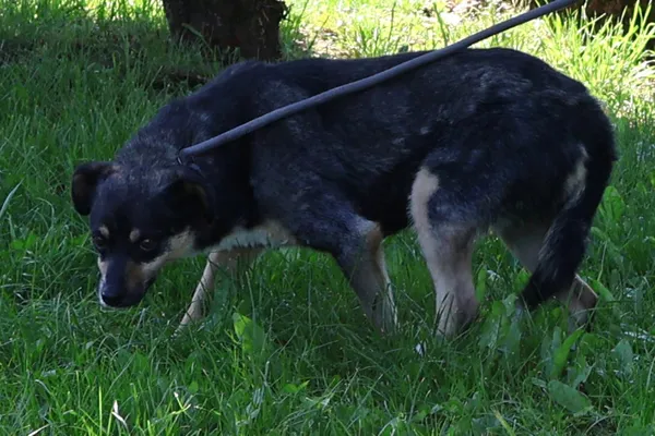 Pies do adopcji, Bełchatów, 14 czerwca 2022 (3/5)