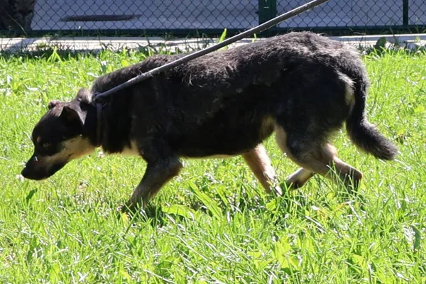 Pies do adopcji, Bełchatów, 14 czerwca 2022 (5/5)