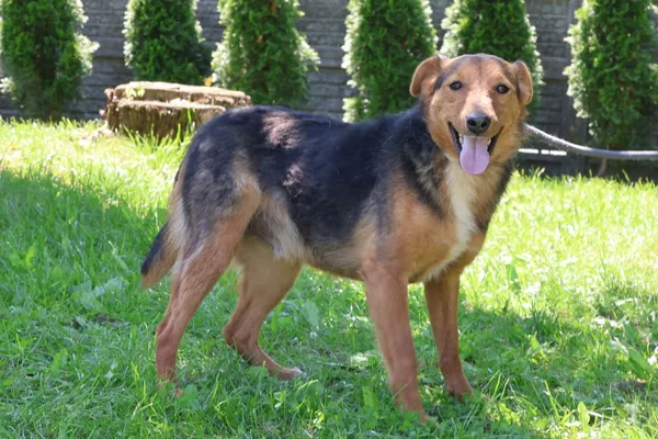 Pies do adopcji, Bełchatów, 27 stycznia 2025 (1/5)