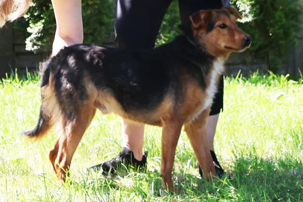 Pies do adopcji, Bełchatów, 27 stycznia 2025 (4/5)