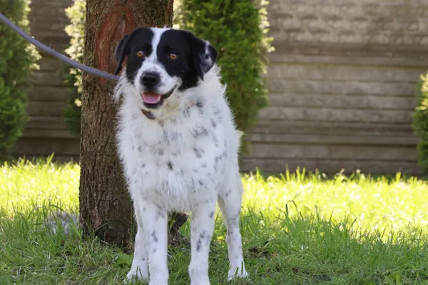 Pies do adopcji, Bełchatów, 9 grudnia 2024 (2/5)