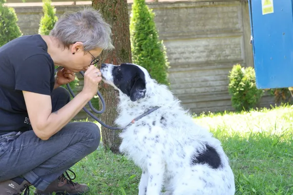 Pies do adopcji, Bełchatów, 9 grudnia 2024 (5/5)