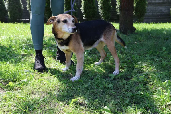 Pies do adopcji, Bełchatów, 28 grudnia 2024 (1/4)