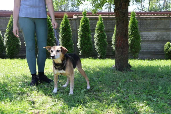 Pies do adopcji, Bełchatów, 28 grudnia 2024 (2/4)