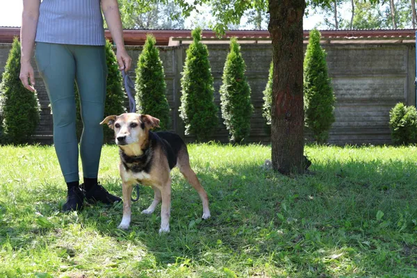 Pies do adopcji, Bełchatów, 28 grudnia 2024 (3/4)