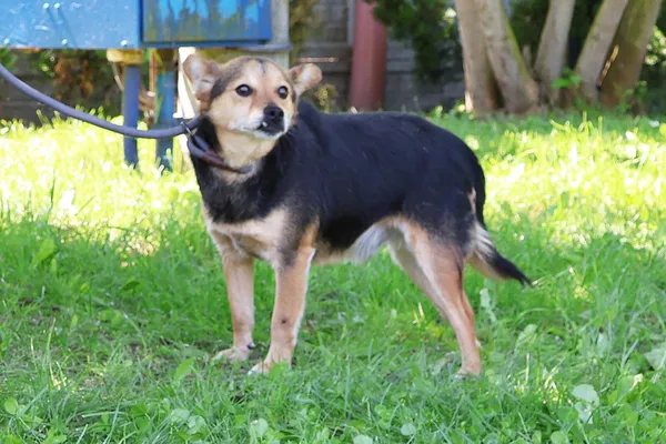 Pies do adopcji, Bełchatów, 16 stycznia 2025 (1/5)