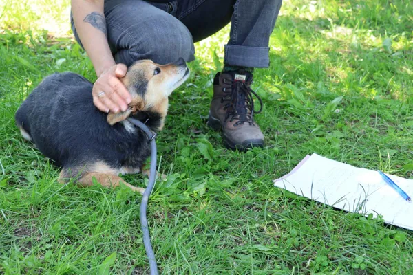 Pies do adopcji, Bełchatów, 16 stycznia 2025 (2/5)