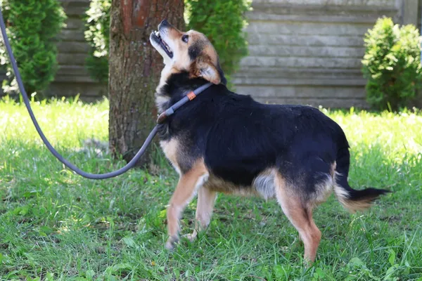 Pies do adopcji, Bełchatów, 16 stycznia 2025 (4/5)