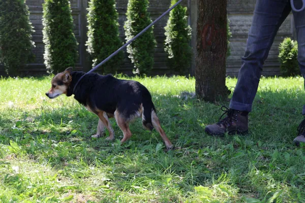 Pies do adopcji, Bełchatów, 16 stycznia 2025 (5/5)