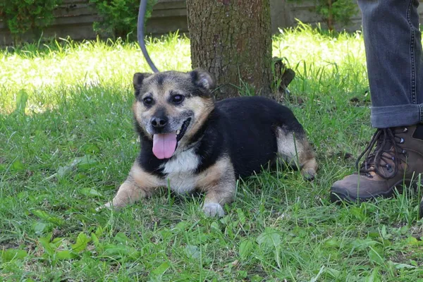 Pies do adopcji, Bełchatów, 11 lutego 2025 (3/5)